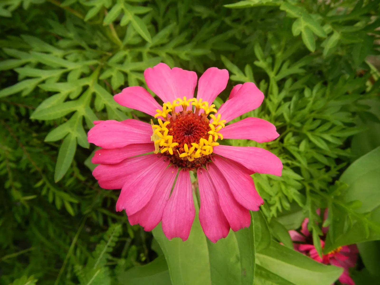 Pink Rice Flower (Ozothamnus Diosmifolius) — pink blooms that resemble grains of rice; it adapts well to well-draining soils and is, image 68