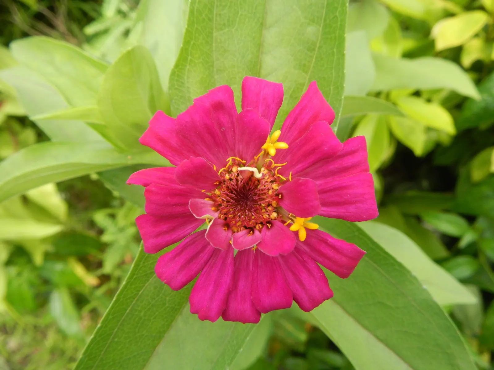 Pink Rice Flower (Ozothamnus Diosmifolius) — making it a low-maintenance choice; scientifically termed Ozothamnus diosmifolius, image 72