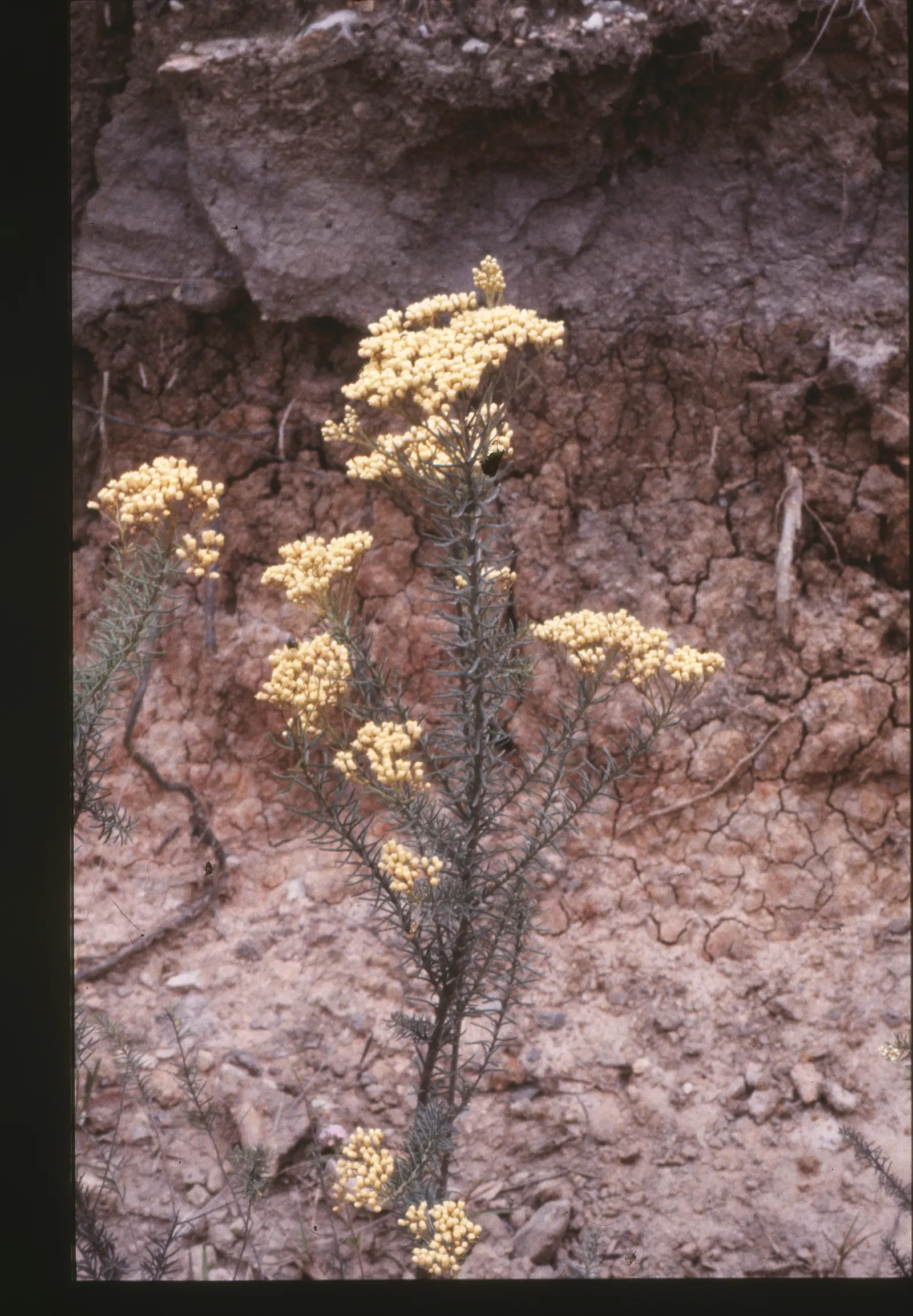 Pink Rice Flower (Ozothamnus Diosmifolius) — Its growth habit is upright and generally compact