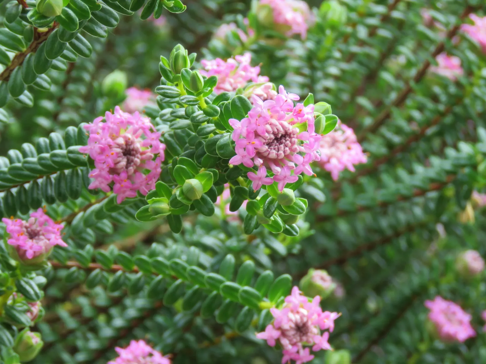 Pink Rice Flower (Ozothamnus Diosmifolius) — demonstrating considerable resilience to different conditions; its textural contrast and long-lasting, image 63