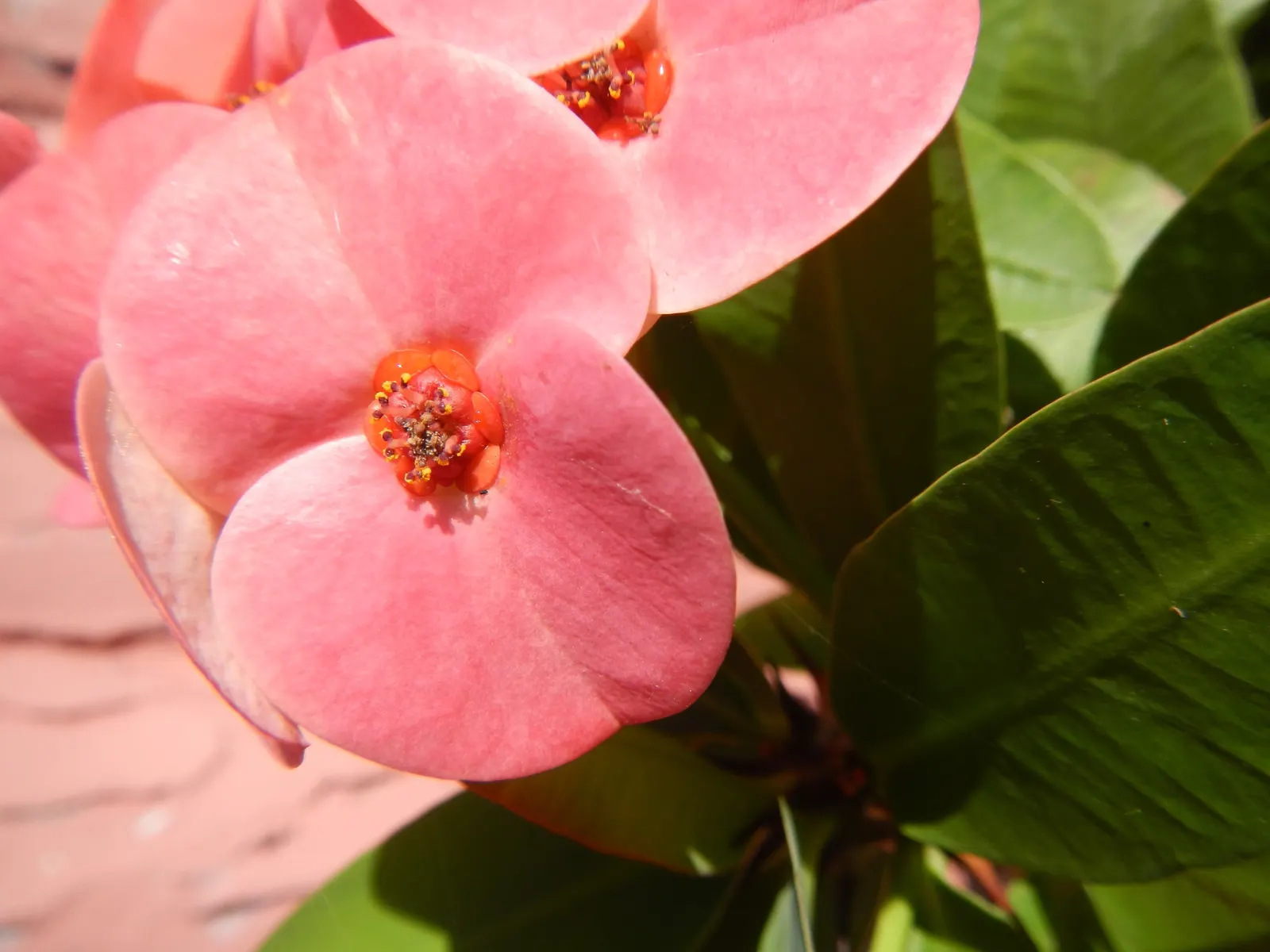 Pink Rice Flower (Ozothamnus Diosmifolius) — reaching up to 6 feet in height and 5 feet in spread; demonstrating considerable resilience to, image 80