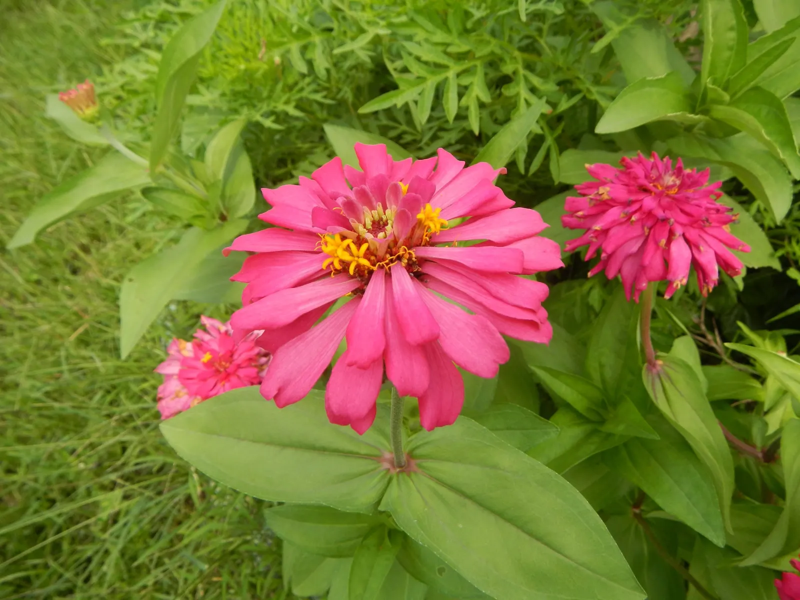 Pink Rice Flower (Ozothamnus Diosmifolius) — providing a delight for clients seeking a balance of low-care requirements and aesthetic appeal, image 75