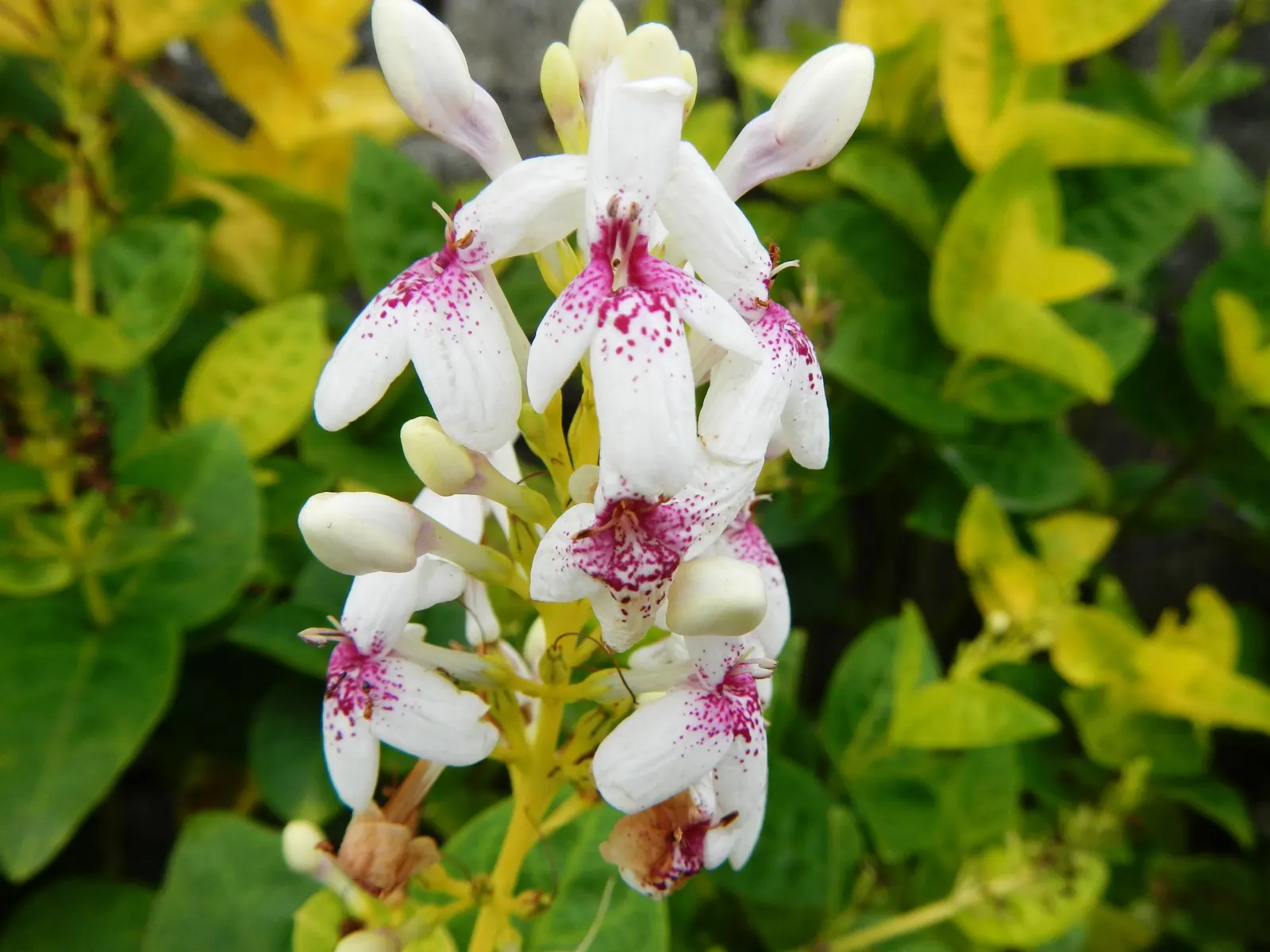 Pink Rice Flower (Ozothamnus Diosmifolius) — Its textural contrast and long-lasting flowers add to its ornamental value; particularly suitable for, image 74