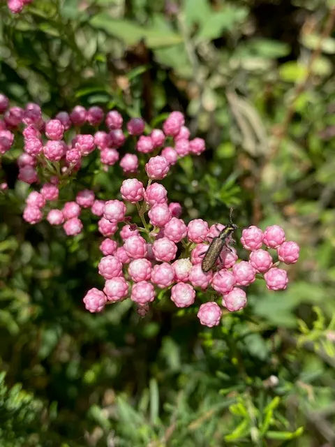 Pink Rice Flower (Ozothamnus Diosmifolius) — it adapts well to well-draining soils and is drought-tolerant once established