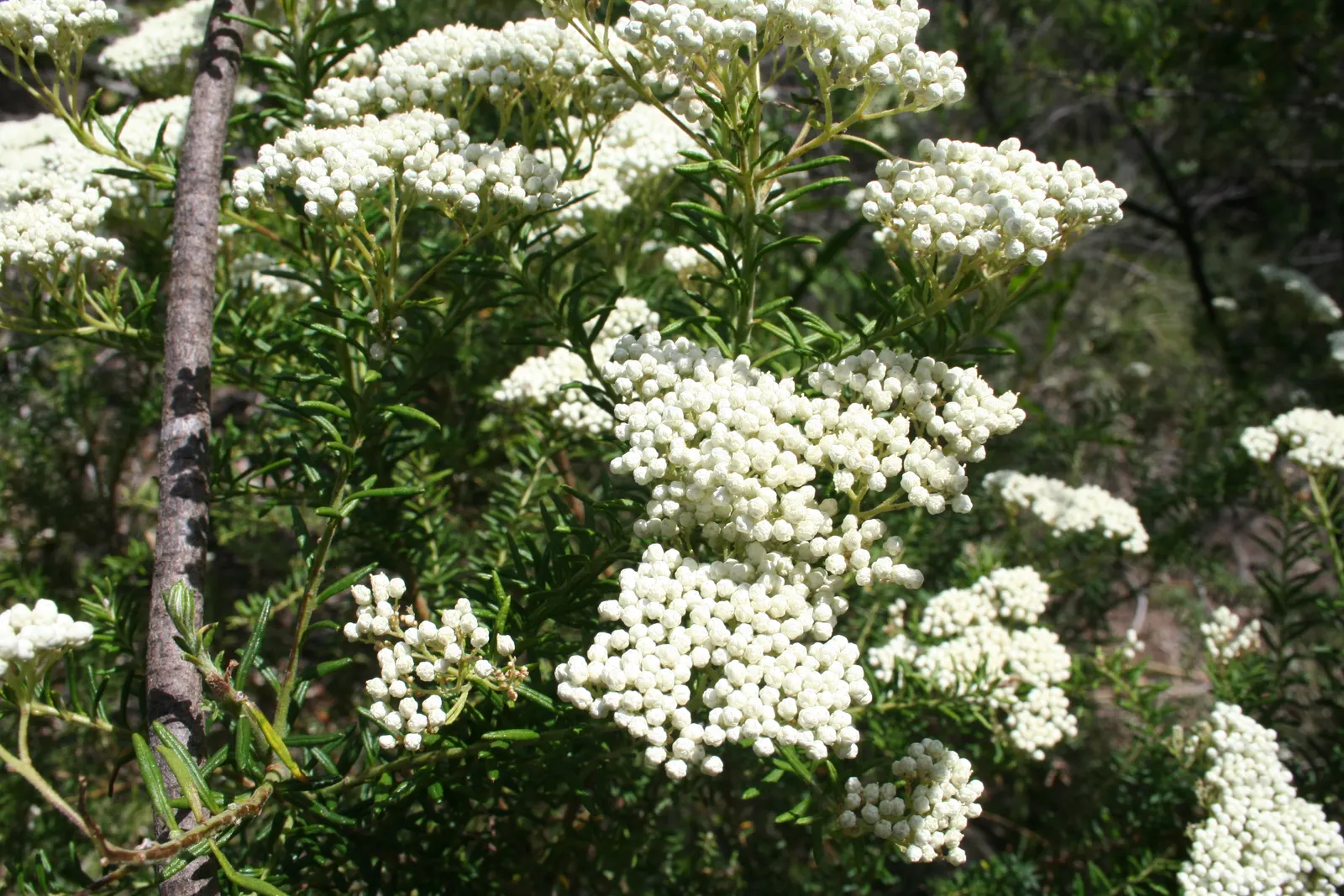 Pink Rice Flower (Ozothamnus Diosmifolius) — scented pink blooms predominantly in spring