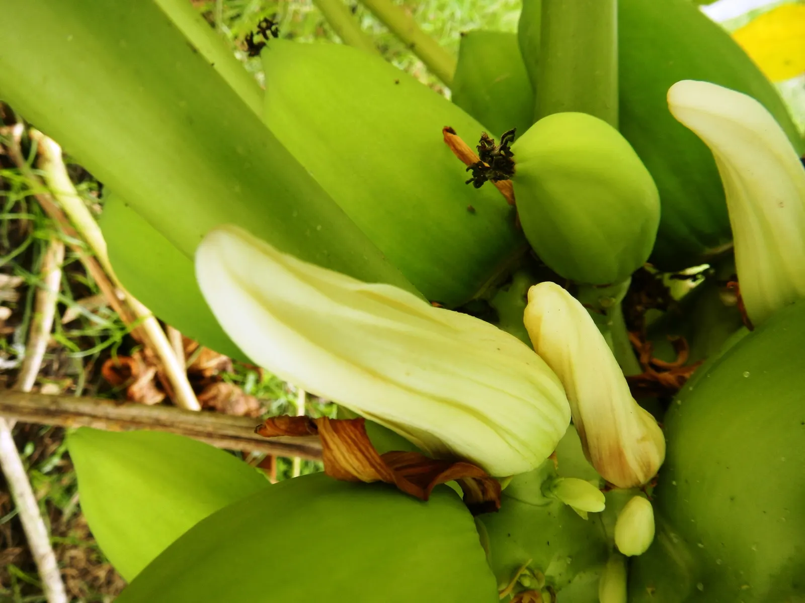 Pink Rice Flower (Ozothamnus Diosmifolius) — scientifically termed Ozothamnus diosmifolius; making it a low-maintenance choice, image 59