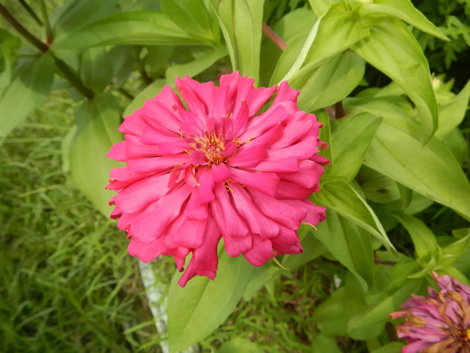 Pink Rice Flower (Ozothamnus Diosmifolius) — the Pink Rice Flower comes alive with dense clusters of tiny; pink and white flowers in the garden, image 67