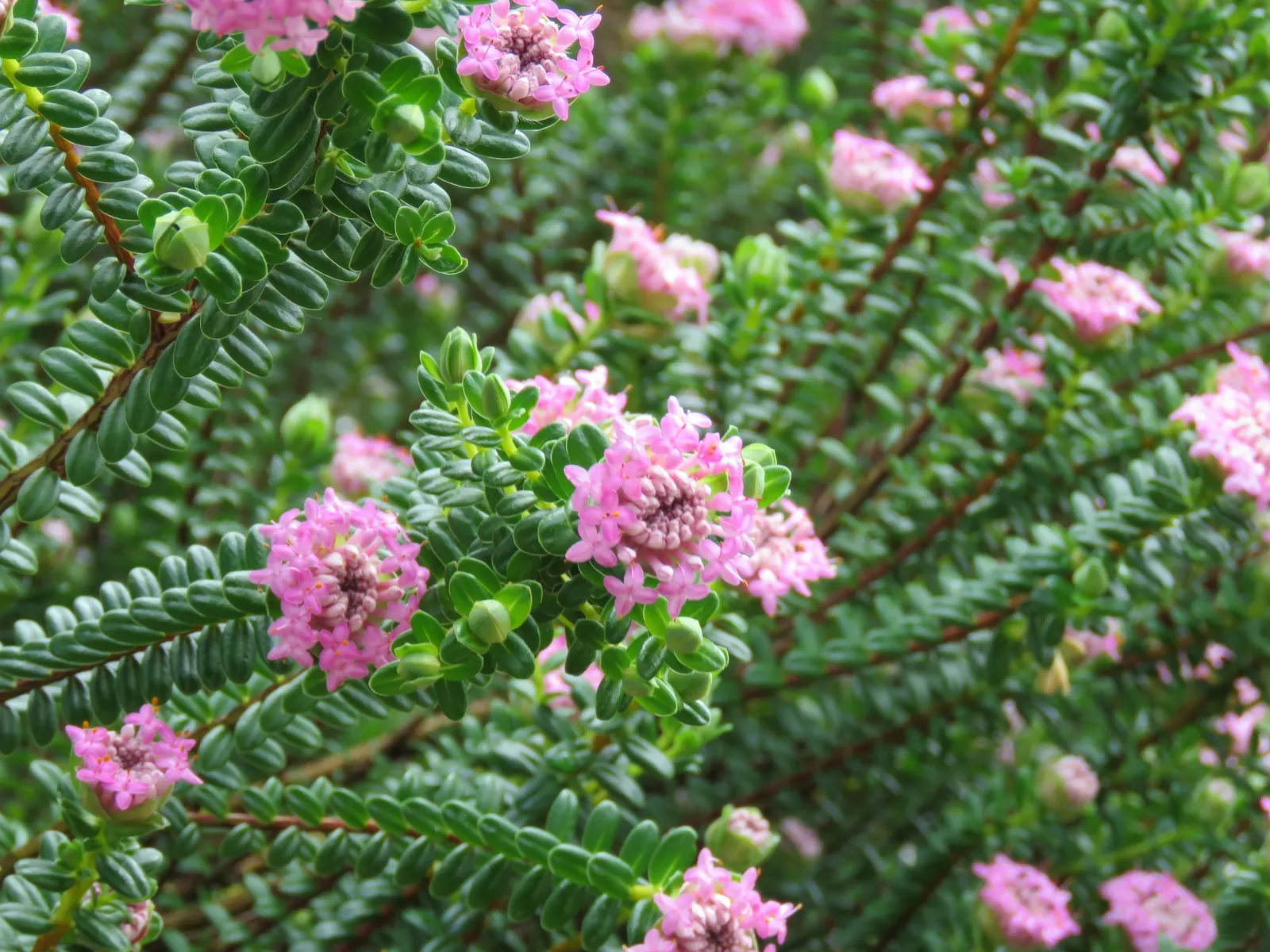 Pink Rice Flower (Ozothamnus Diosmifolius) — Its growth habit is upright and generally compact; flaunts evergreen foliage and tiny, image 64