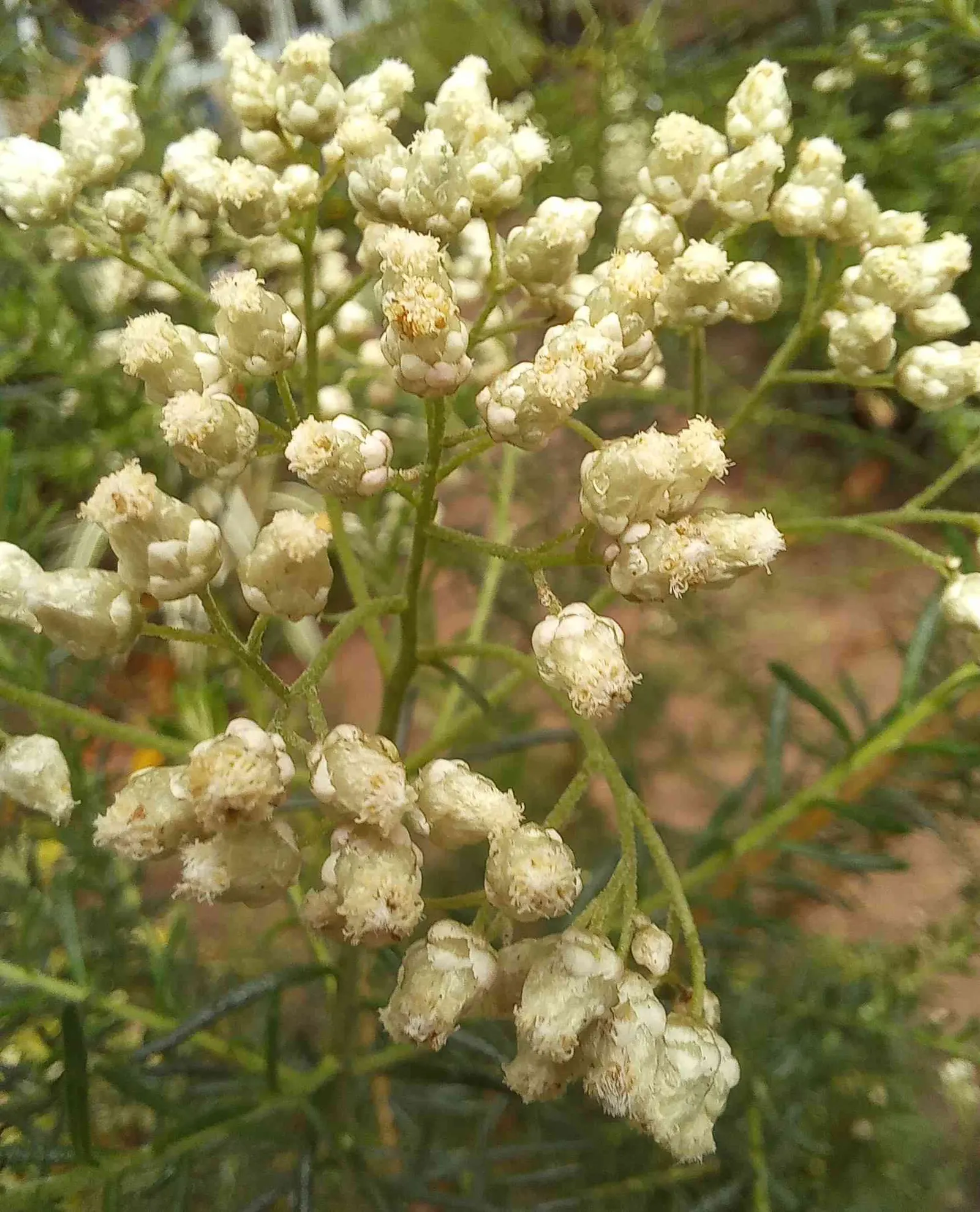 Pink Rice Flower (Ozothamnus Diosmifolius) — flaunts evergreen foliage and tiny