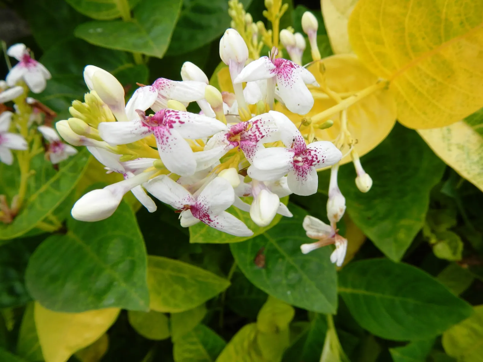 Pink Rice Flower (Ozothamnus Diosmifolius) — is an Australian native shrub renowned for its rounded; scented pink blooms predominantly in spring, image 79