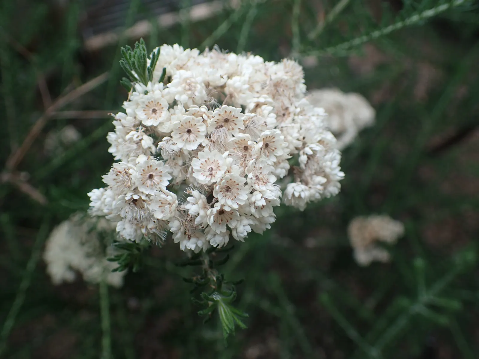 Pink Rice Flower (Ozothamnus Diosmifolius) — demonstrating considerable resilience to different conditions