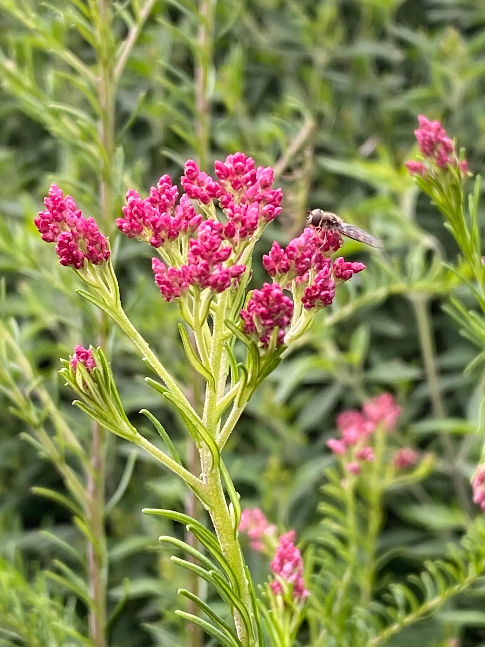 Pink Rice Flower (Ozothamnus Diosmifolius) — scientifically termed Ozothamnus diosmifolius