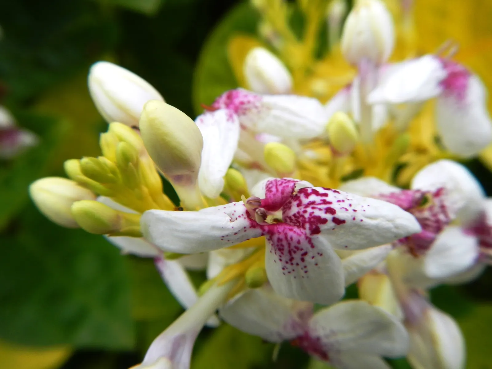 Pink Rice Flower (Ozothamnus Diosmifolius) — shrub for full; providing a delight for clients seeking a balance of low-care requirements and, image 78