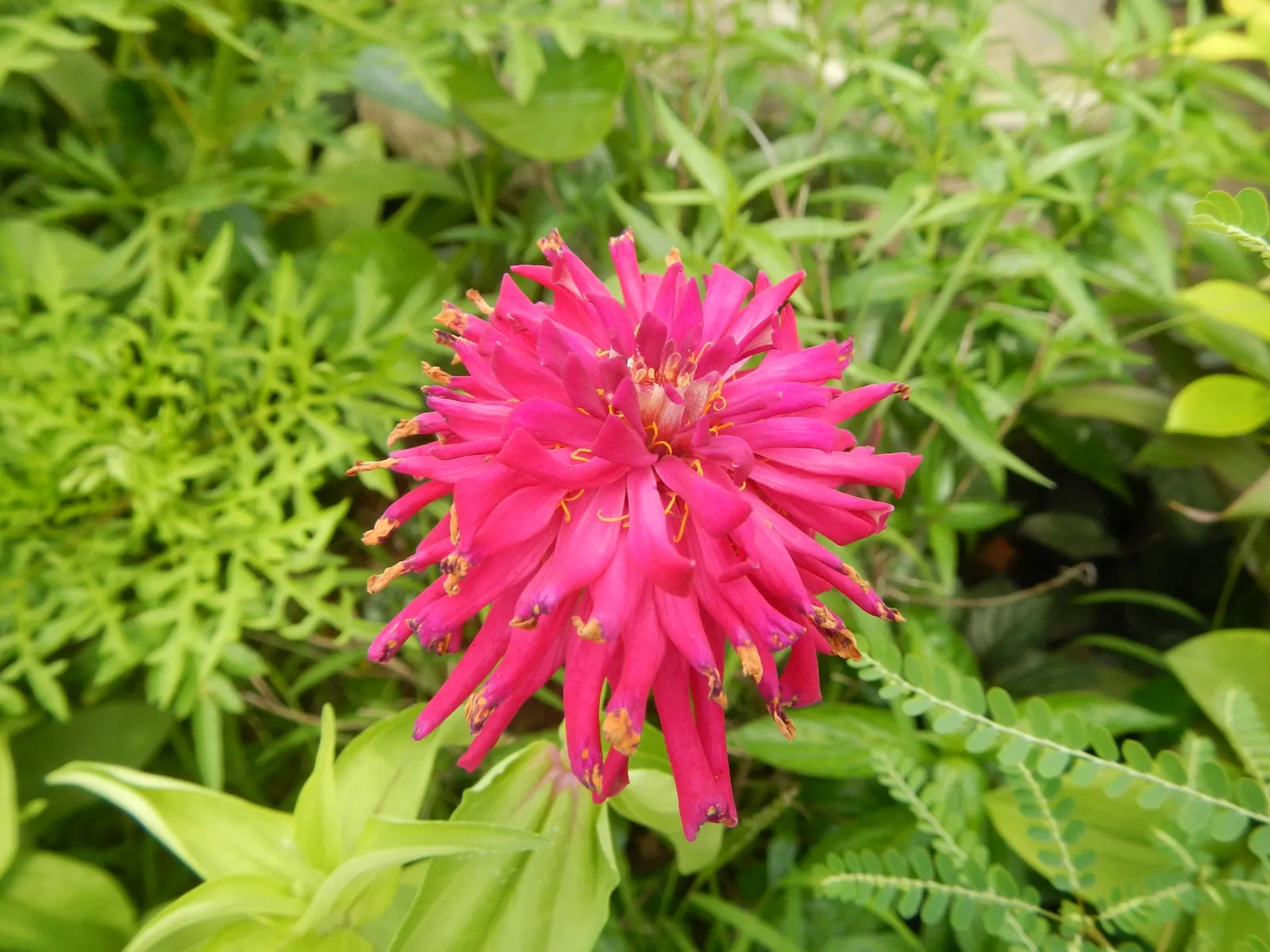 Pink Rice Flower (Ozothamnus Diosmifolius) — Ozothamnus diosmifolius is notably drought-tolerant; shrub for full, image 71