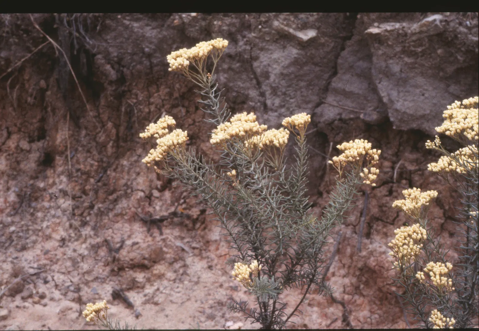 Pink Rice Flower (Ozothamnus Diosmifolius) — making it a low-maintenance choice for accent or mass planting