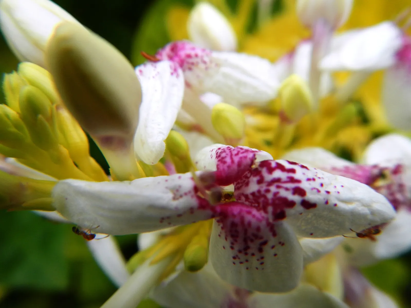 Pink Rice Flower (Ozothamnus Diosmifolius) — shrub with pink and white blooms; pink blooms that resemble grains of rice, image 77
