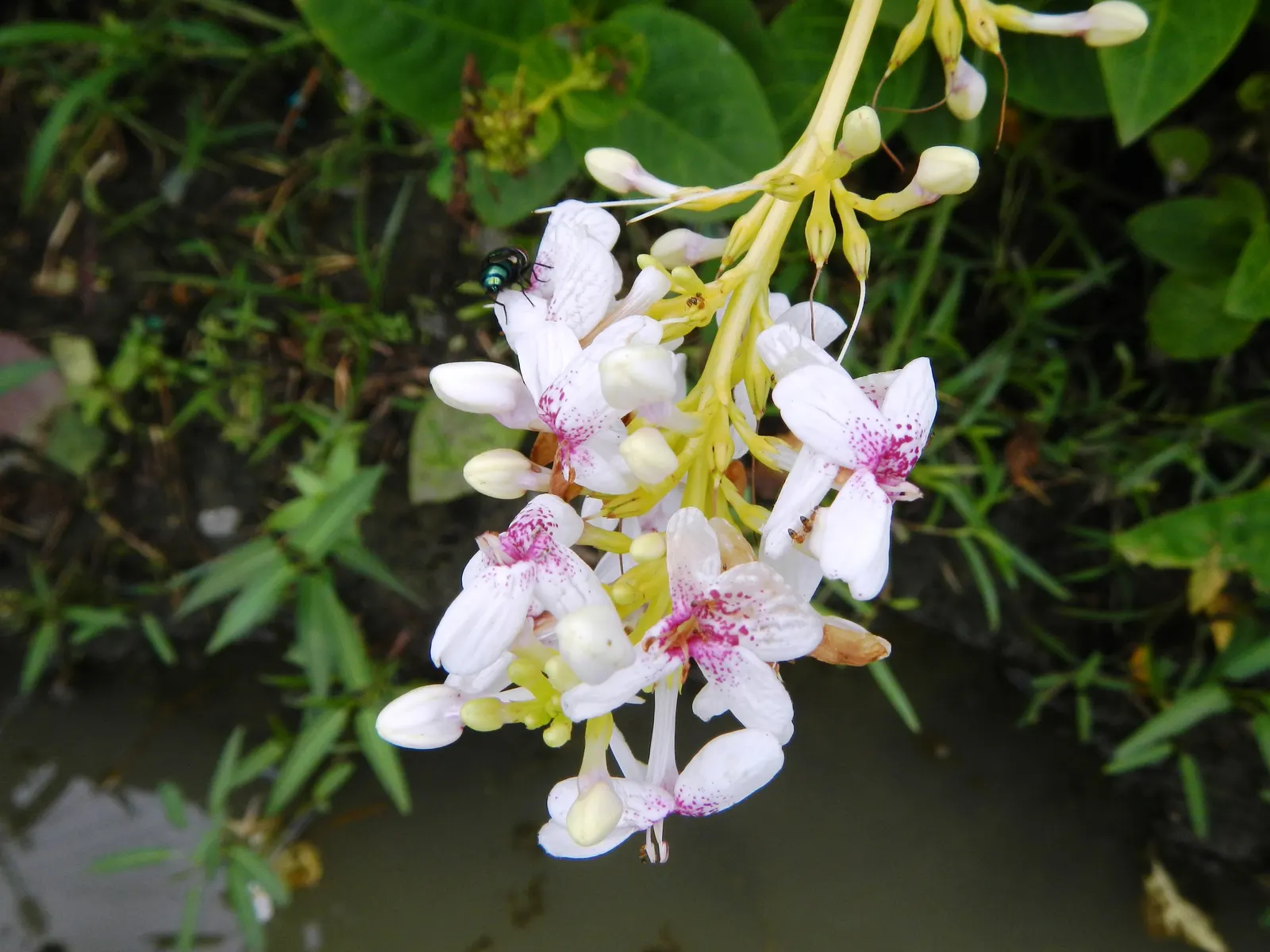 Pink Rice Flower (Ozothamnus Diosmifolius) — particularly suitable for xeriscape gardens; creating a fine backdrop for the profusion of, image 73
