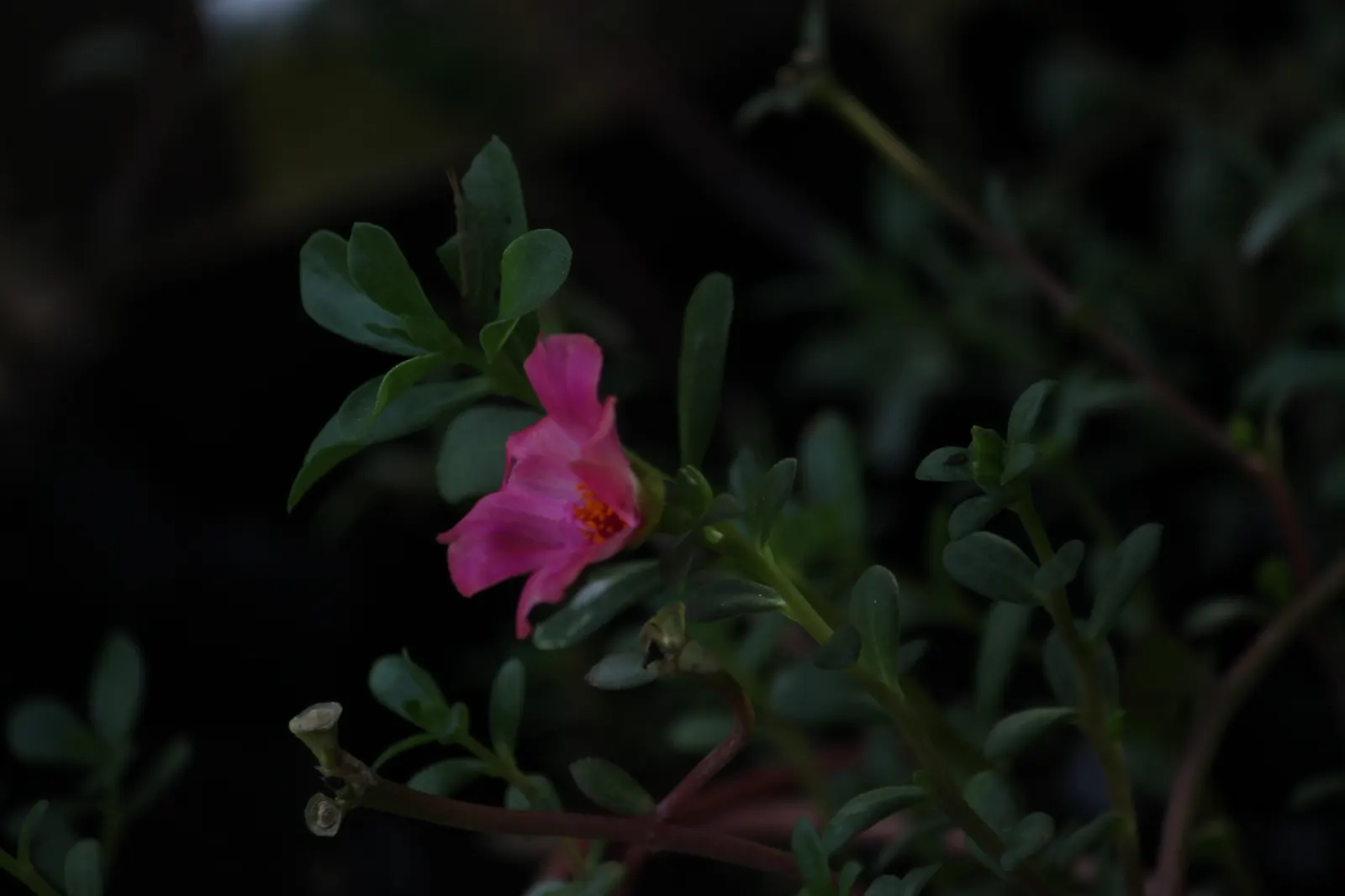Pink Rice Flower (Ozothamnus Diosmifolius) — although partial shade is tolerable; ozothamnus diosmifolius is notably drought-tolerant, image 70