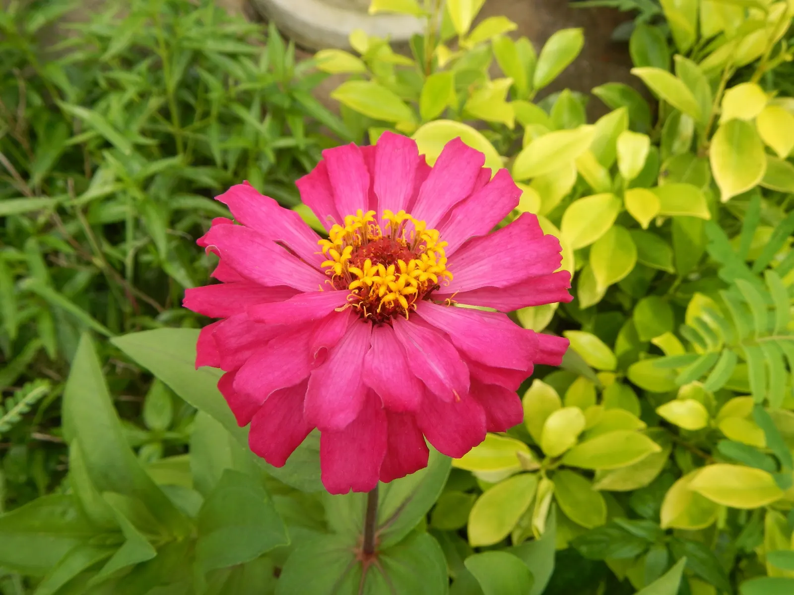 Pink Rice Flower (Ozothamnus Diosmifolius) — this plant requires a position in full sun to achieve optimal flowering; its growth habit is upright, image 69