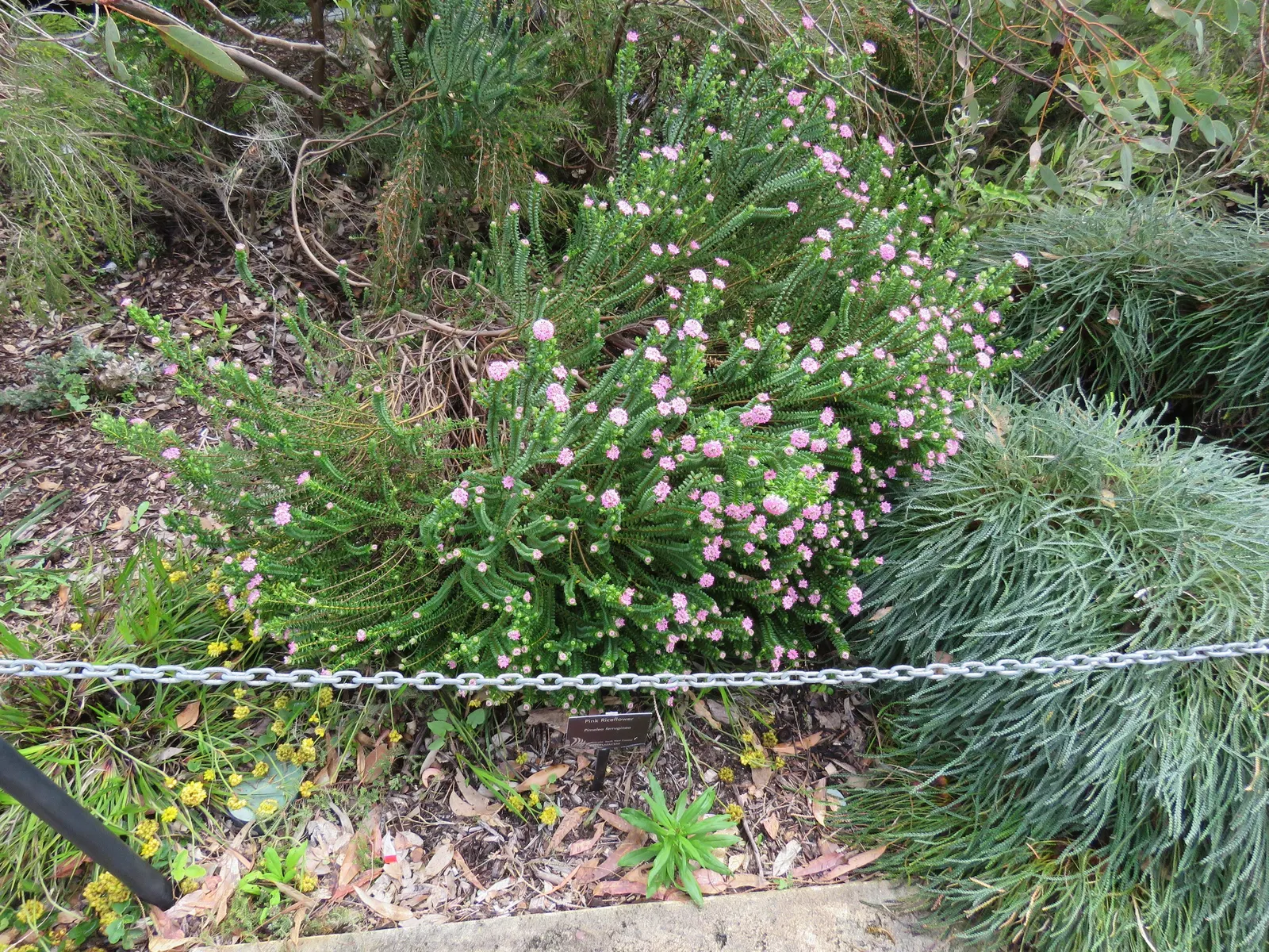 Pink Rice Flower (Ozothamnus Diosmifolius) — creating a fine backdrop for the profusion of inflorescences; this plant requires a position in full, image 66
