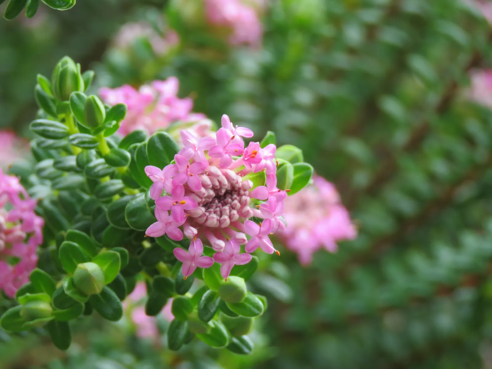 Pink Rice Flower (Ozothamnus Diosmifolius) — narrow leaves that embellish the shrub with a deep green hue; this evergreen shrub is native to, image 65