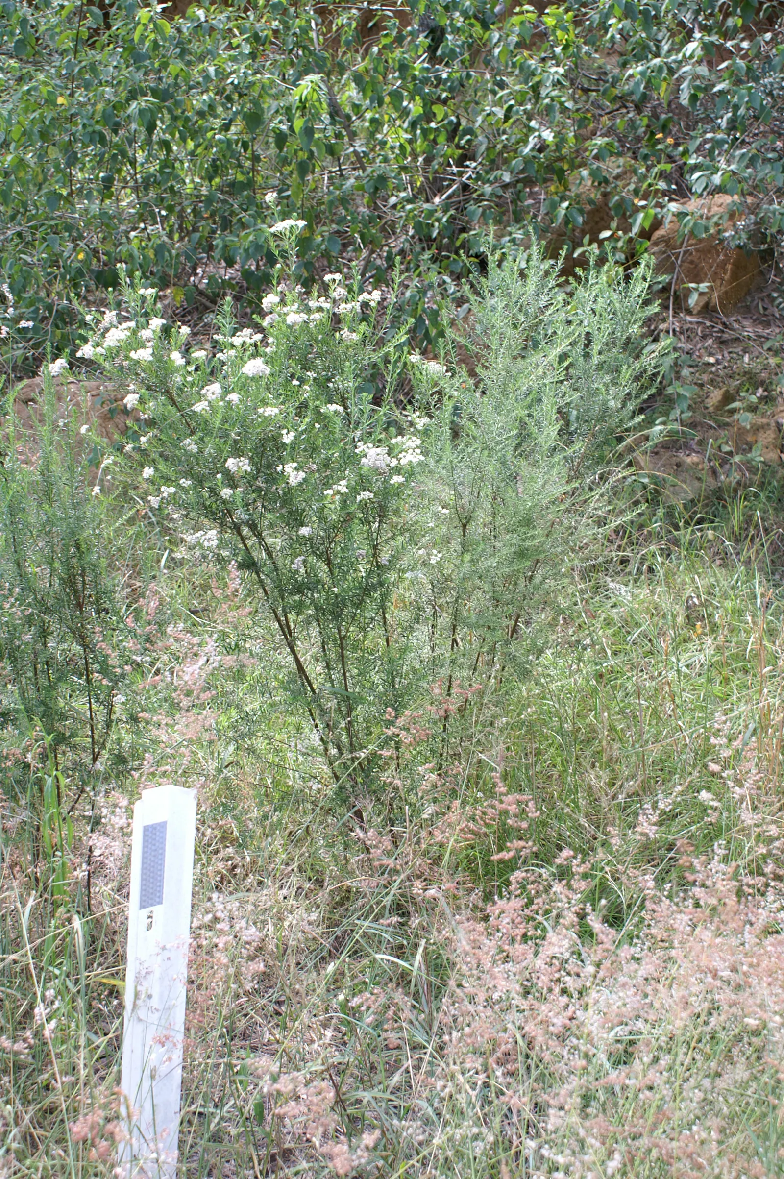 Pink Rice Flower (Ozothamnus Diosmifolius) — it adapts well to well-draining soils and is drought-tolerant once established; making it a low-maintenance choice