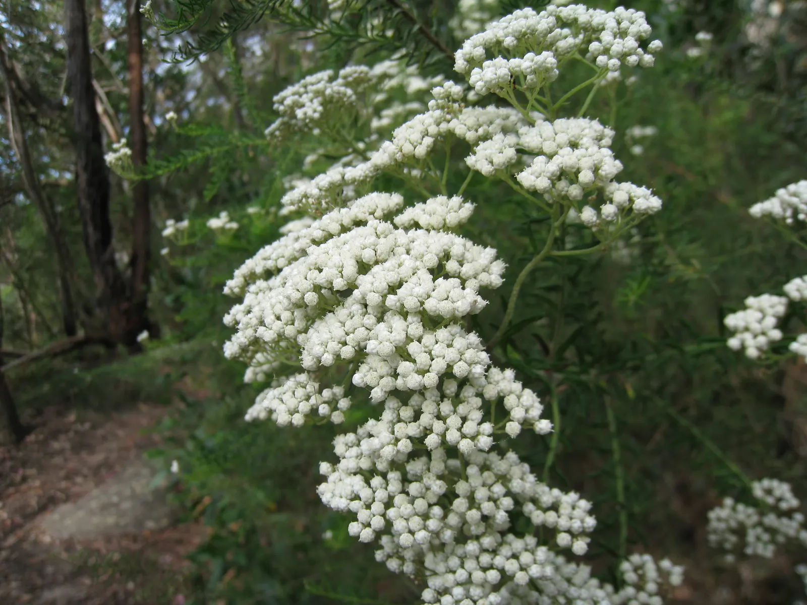 Pink Rice Flower (Ozothamnus Diosmifolius) — creating a fine backdrop for the profusion of inflorescences