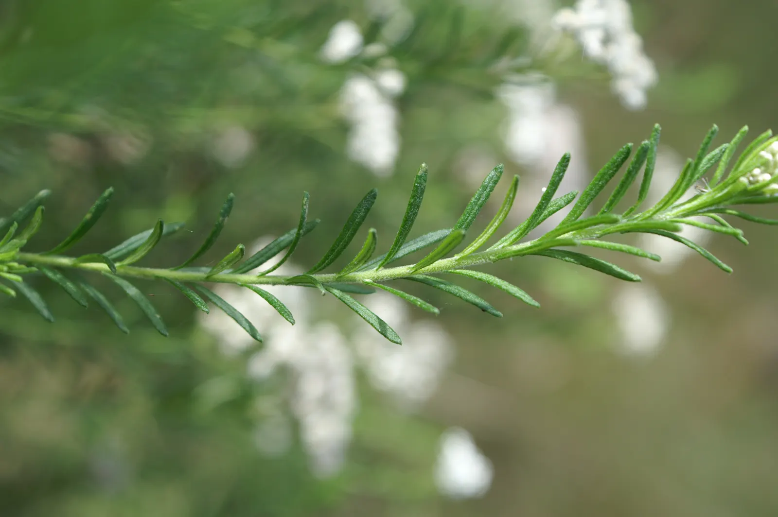 Pink Rice Flower (Ozothamnus Diosmifolius) — shrub for full