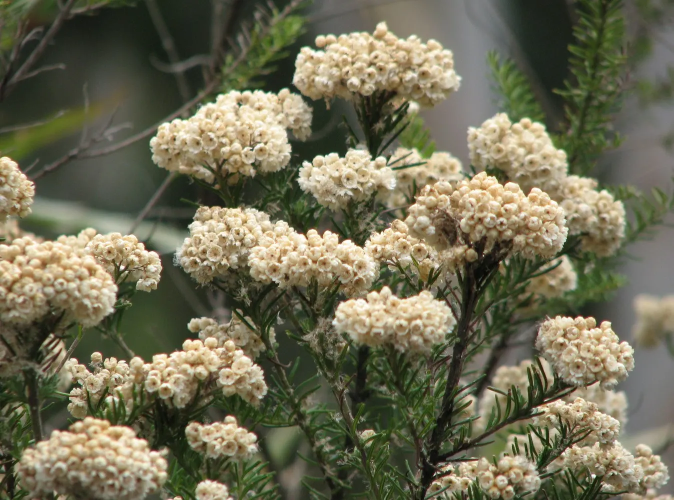 Pink Rice Flower (Ozothamnus Diosmifolius) — this plant requires a position in full sun to achieve optimal flowering