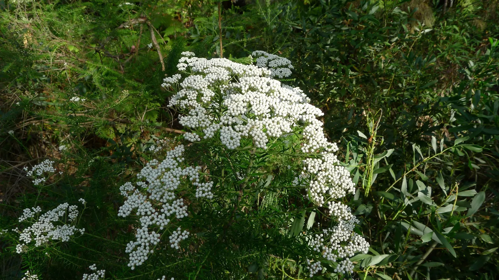 Pink Rice Flower (Ozothamnus Diosmifolius) — pink and white flowers in the garden