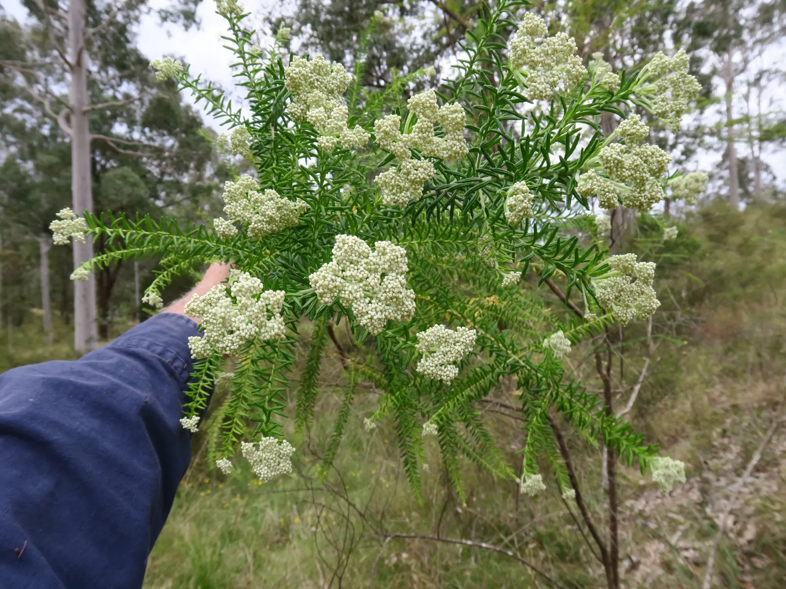 Pink Rice Flower (Ozothamnus Diosmifolius) — This evergreen shrub is native to Australia and thrives in USDA Hardiness Zones 8-10; the Pink Rice Flower comes