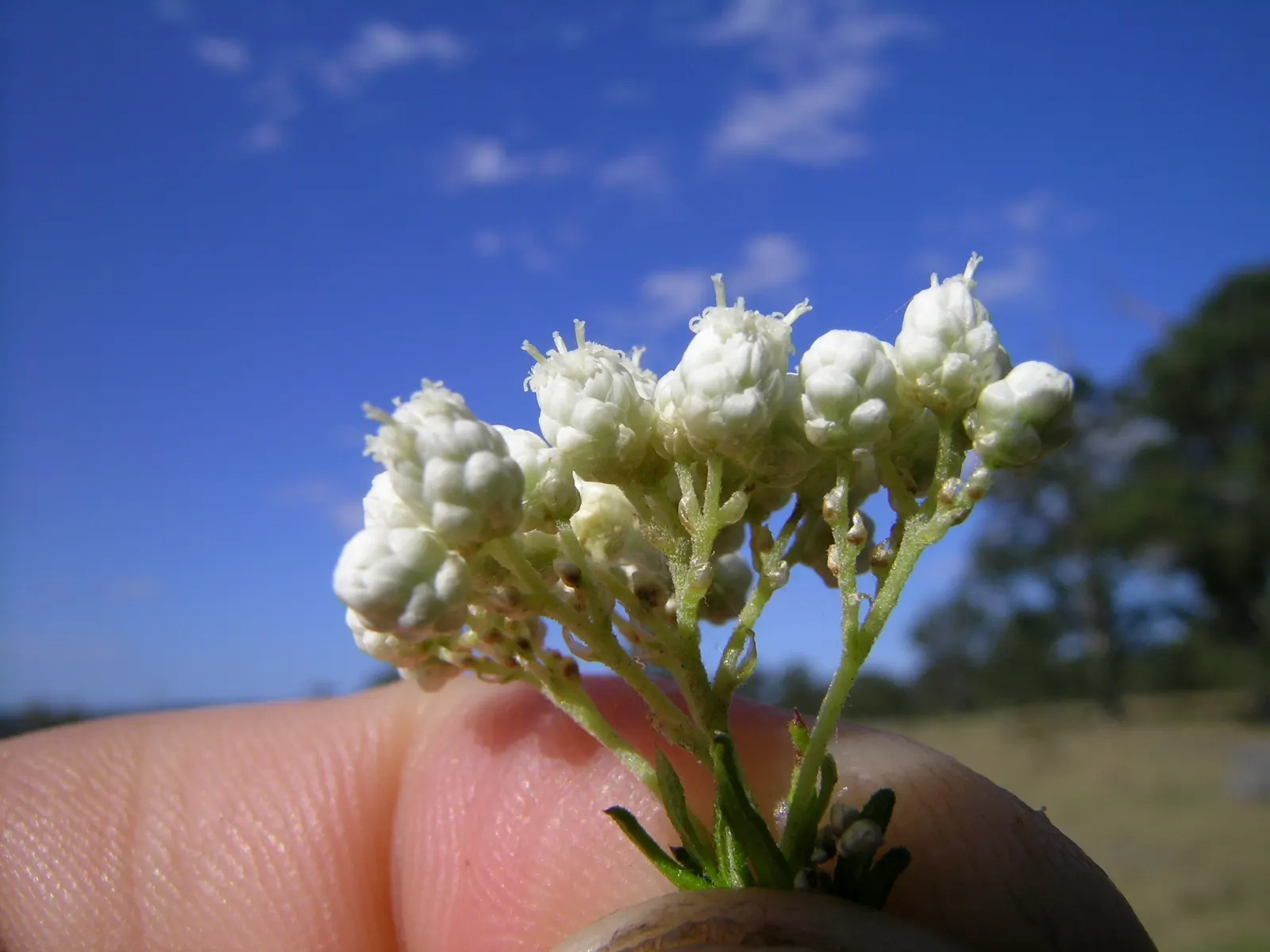Pink Rice Flower (Ozothamnus Diosmifolius) — scientifically termed Ozothamnus diosmifolius; making it a low-maintenance choice