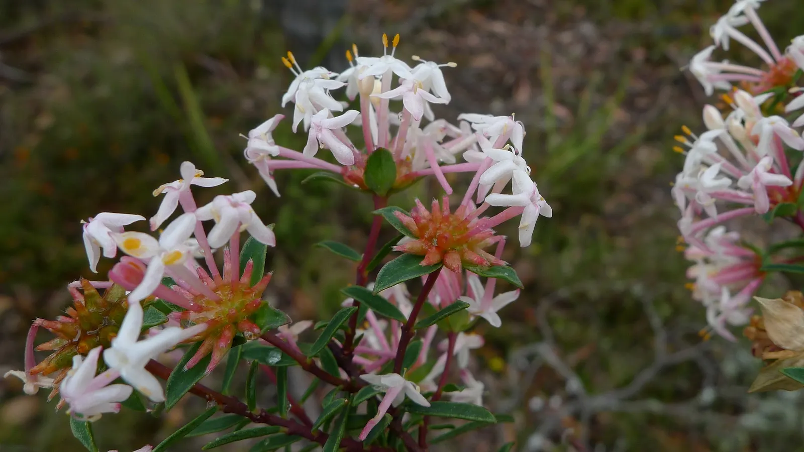 Pink Rice Flower (Ozothamnus Diosmifolius) — it adapts well to well-draining soils and is drought-tolerant once established; making it a, image 57