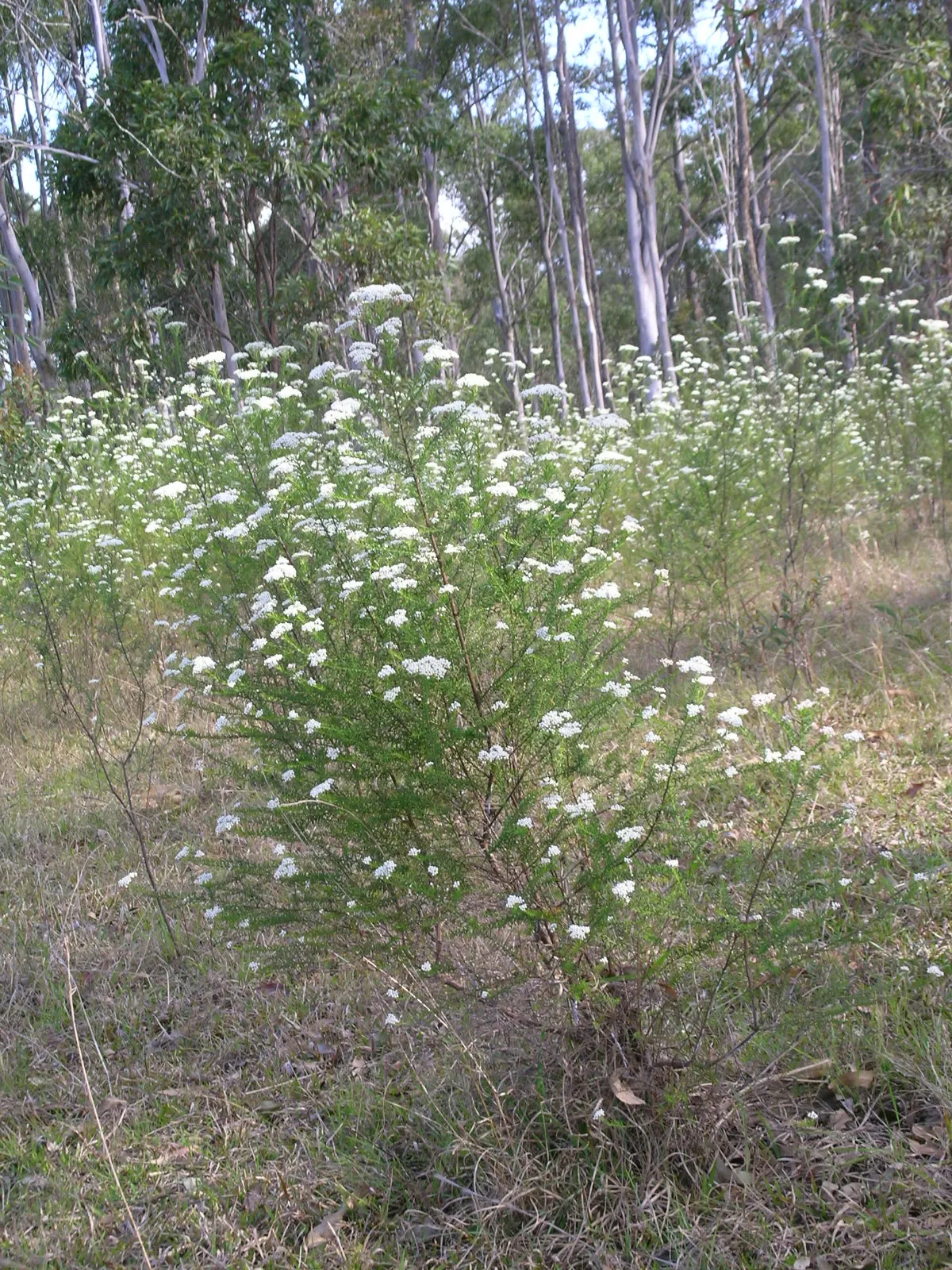 Pink Rice Flower (Ozothamnus Diosmifolius) — creating a fine backdrop for the profusion of inflorescences; this plant requires a position in full sun to