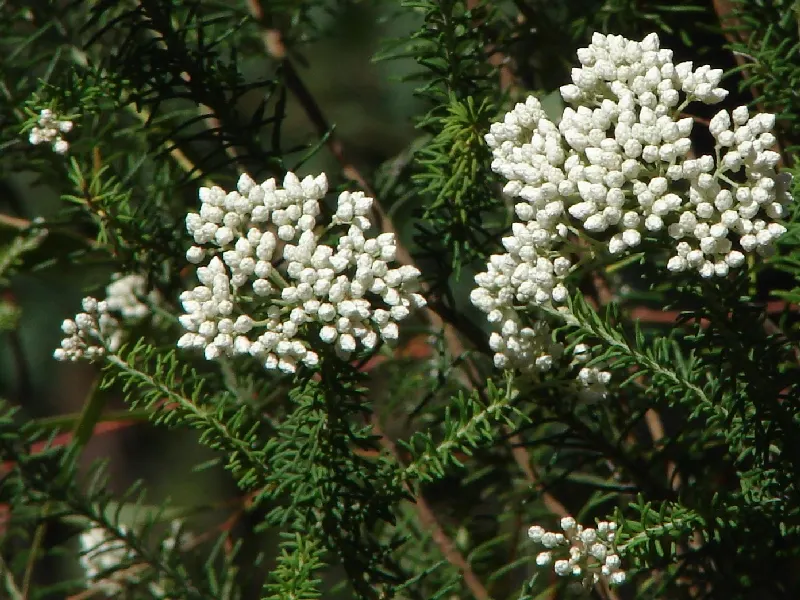 Pink Rice Flower (Ozothamnus Diosmifolius) — offering both year-round foliage interest and a spectacular bloom display; presents a charming addition to your