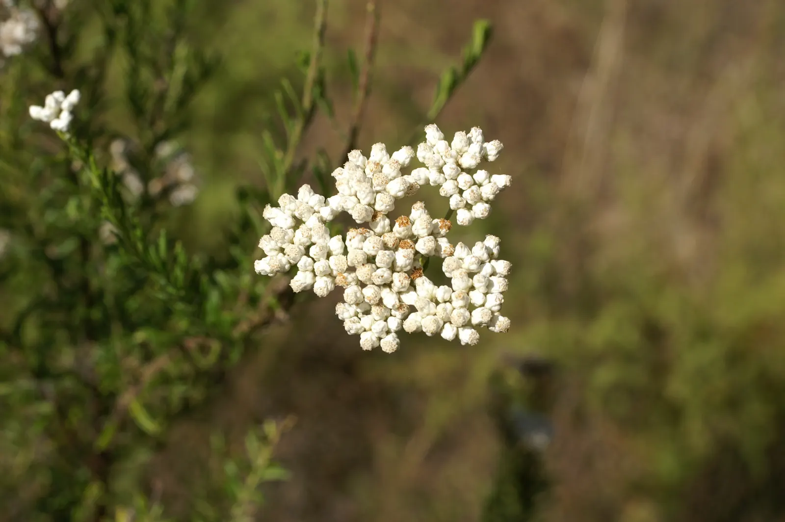 Pink Rice Flower (Ozothamnus Diosmifolius) — narrow leaves that embellish the shrub with a deep green hue; this evergreen shrub is native to Australia and