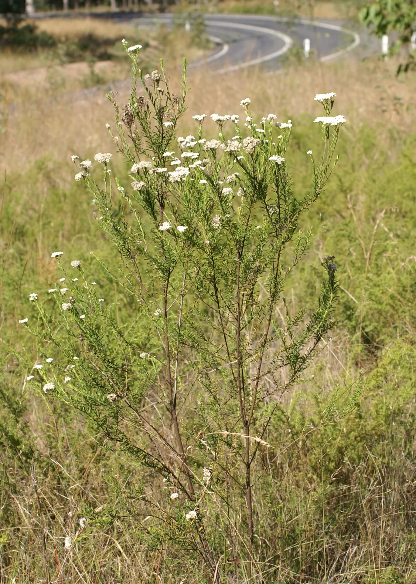 Pink Rice Flower (Ozothamnus Diosmifolius) — reaching up to 6 feet in height and 5 feet in spread; demonstrating considerable resilience to different conditions