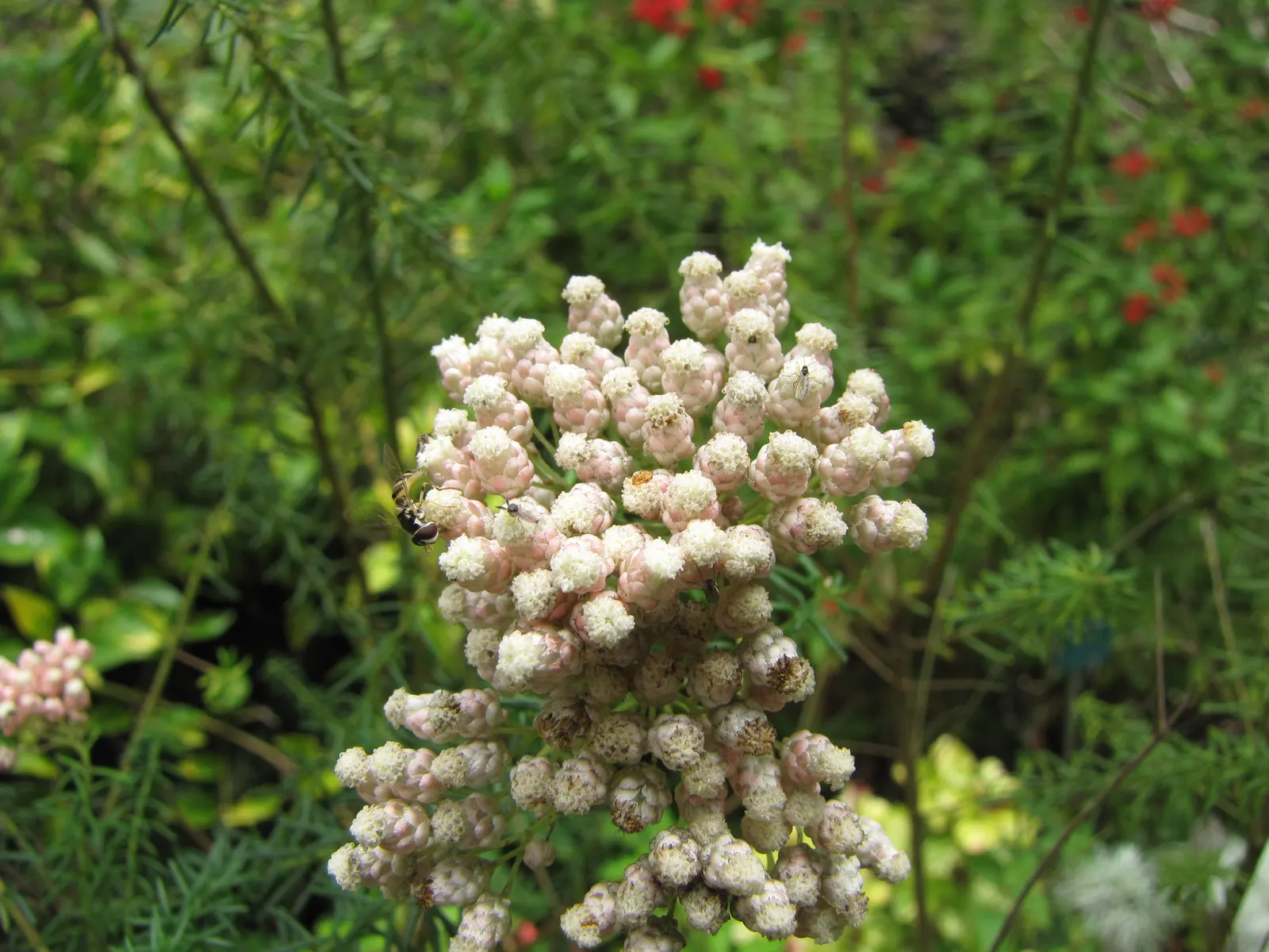 Pink Rice Flower (Ozothamnus Diosmifolius) — pink blooms that resemble grains of rice