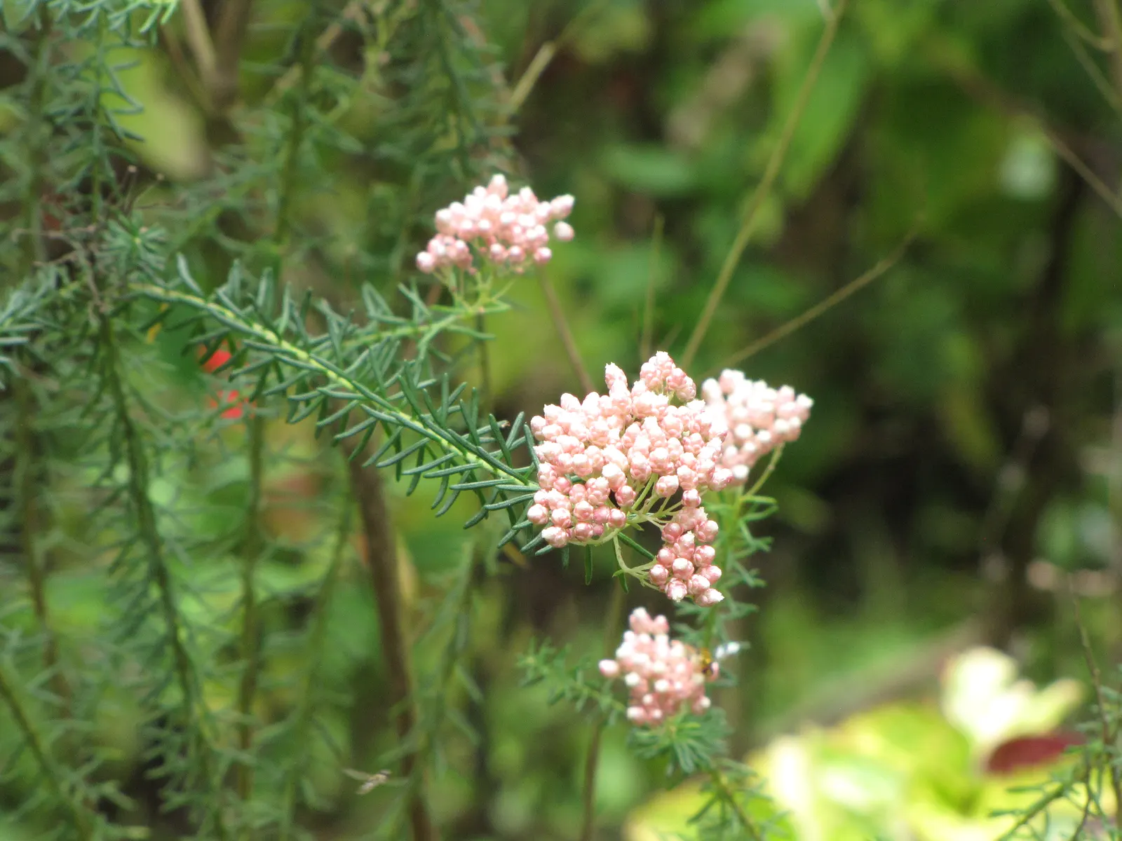 Pink Rice Flower (Ozothamnus Diosmifolius) — Ozothamnus diosmifolius is notably drought-tolerant