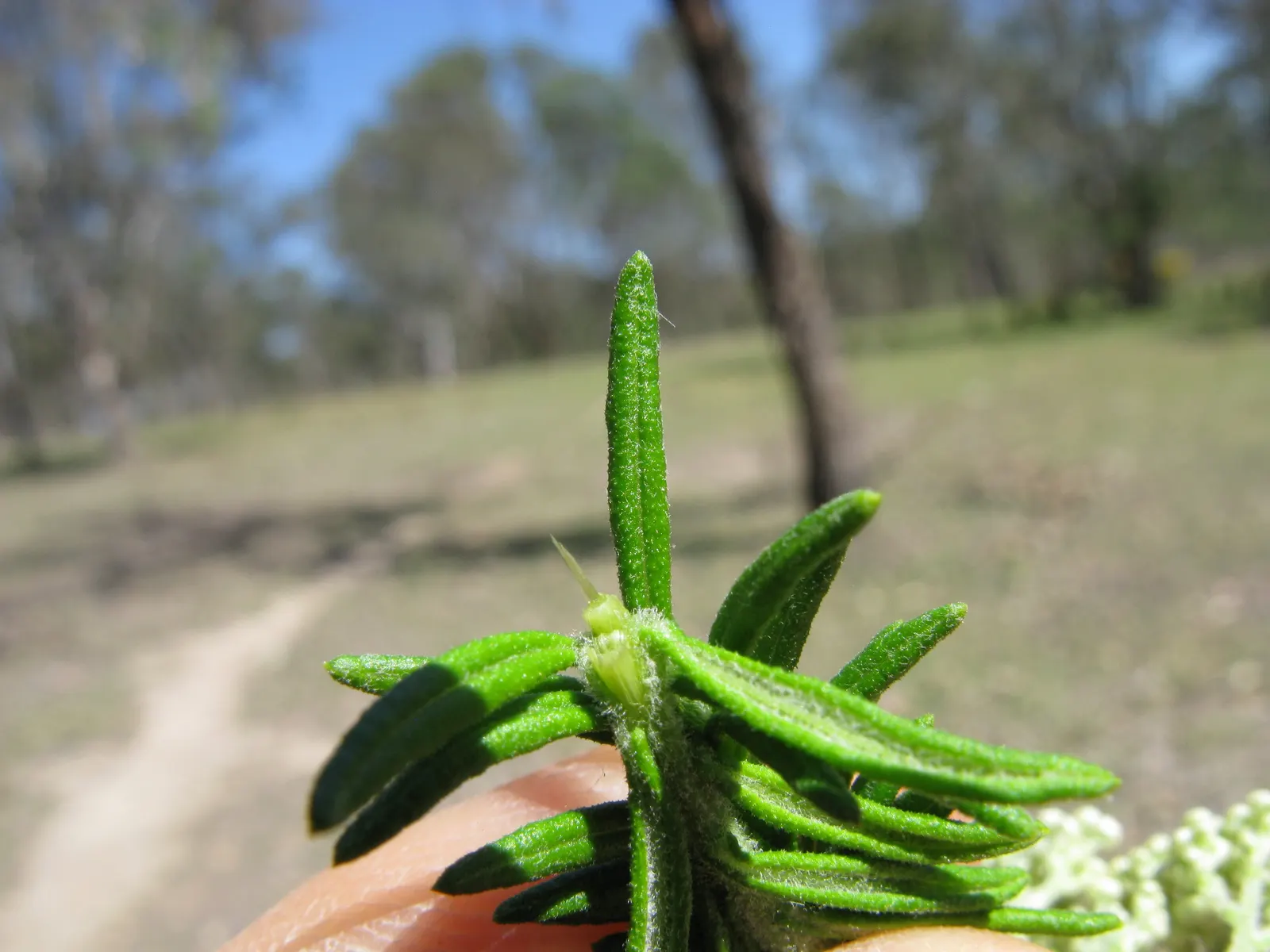 Pink Rice Flower (Ozothamnus Diosmifolius) — is an Australian native shrub renowned for its rounded