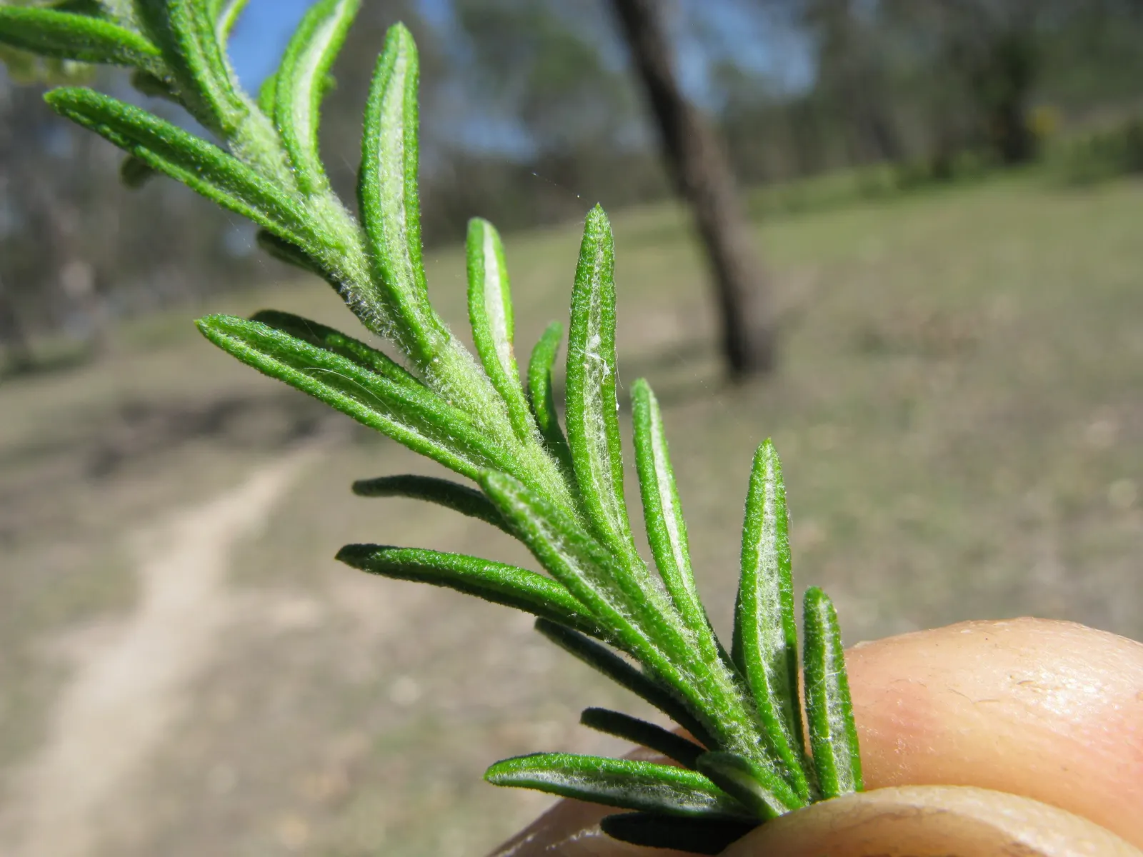 Pink Rice Flower (Ozothamnus Diosmifolius) — flaunts evergreen foliage and tiny; although partial shade is tolerable