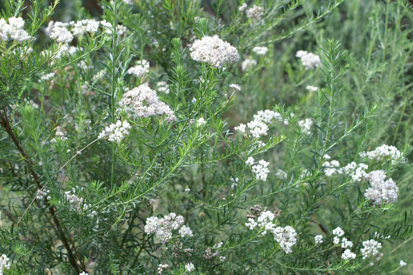 Pink Rice Flower (Ozothamnus Diosmifolius) — Its growth habit is upright and generally compact; flaunts evergreen foliage and tiny
