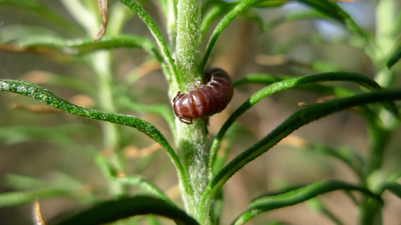 Pink Rice Flower (Ozothamnus Diosmifolius) — narrow leaves that embellish the shrub with a deep green hue