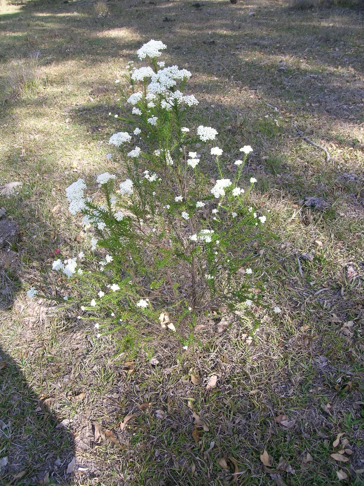 Pink Rice Flower (Ozothamnus Diosmifolius) — demonstrating considerable resilience to different conditions; its textural contrast and long-lasting flowers add