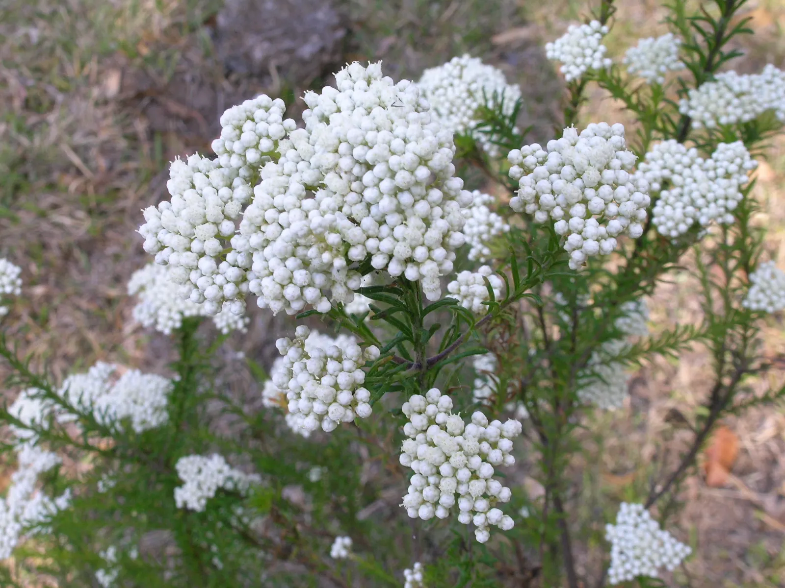 Pink Rice Flower (Ozothamnus Diosmifolius) — making it a low-maintenance choice for accent or mass planting; narrow leaves that embellish the shrub with a deep