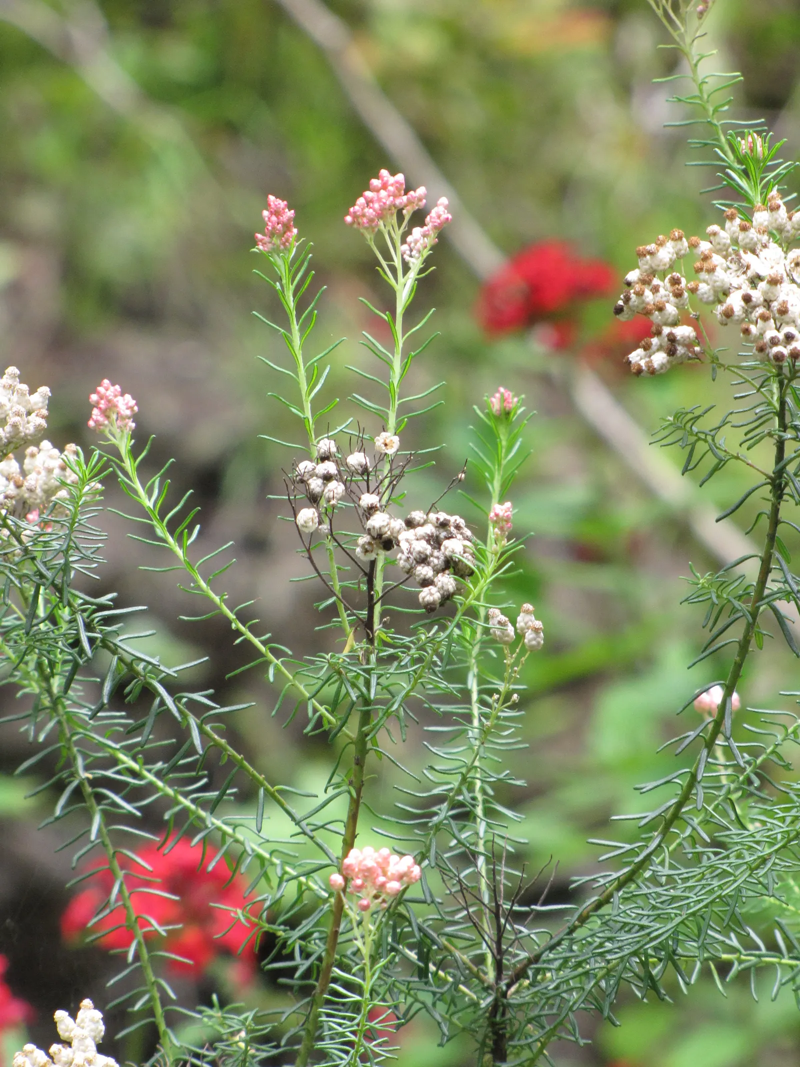 Pink Rice Flower (Ozothamnus Diosmifolius) — although partial shade is tolerable