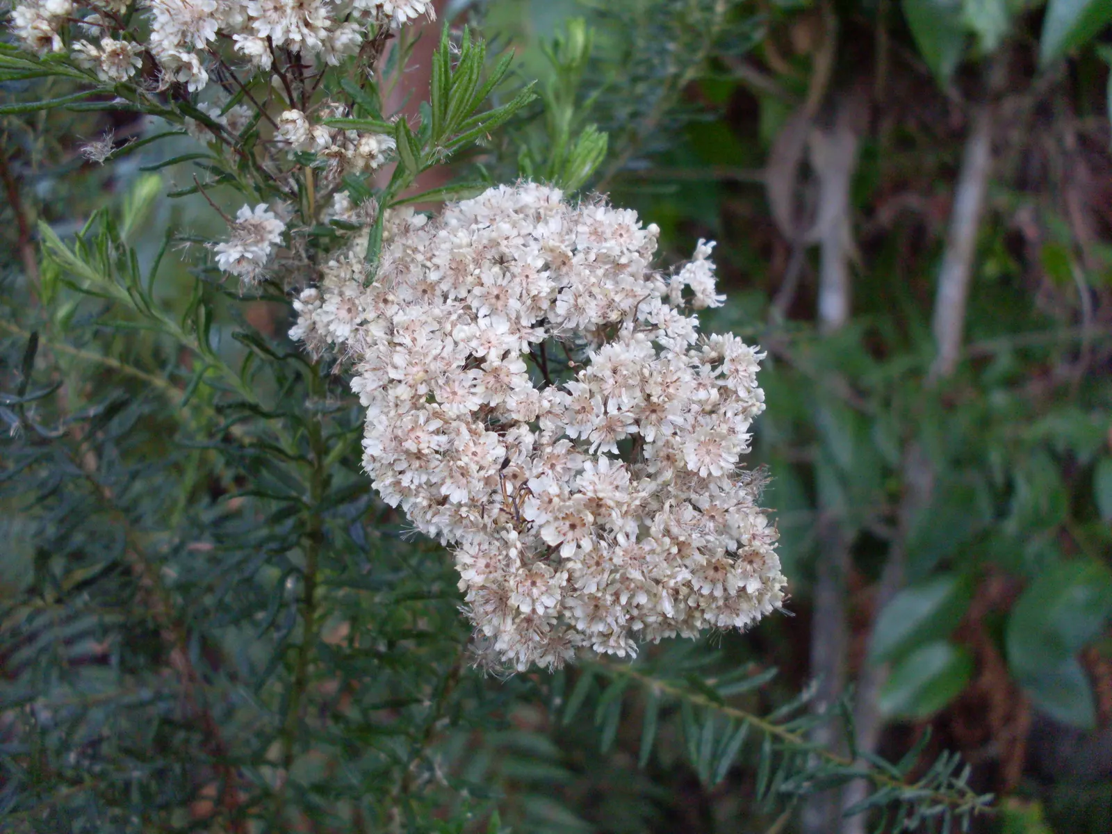 Pink Rice Flower (Ozothamnus Diosmifolius) — the Pink Rice Flower comes alive with dense clusters of tiny