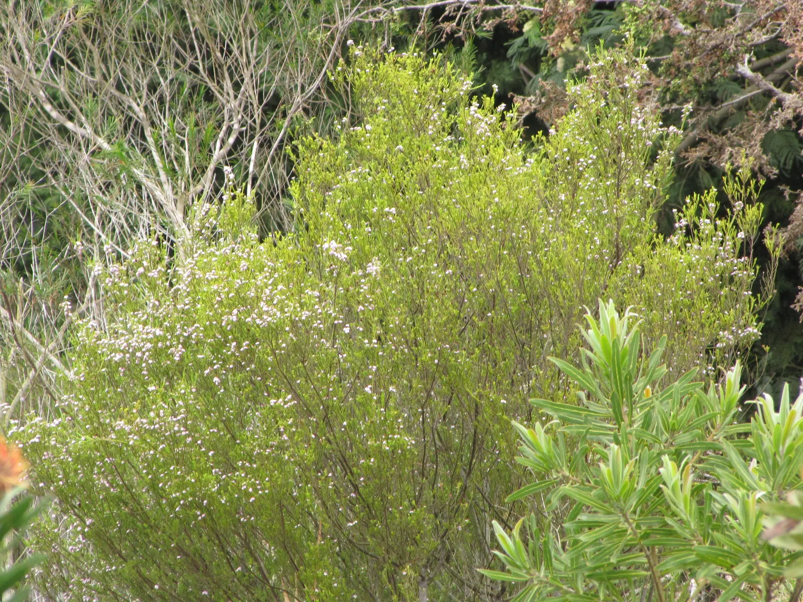 Pink Rice Flower (Ozothamnus Diosmifolius) — particularly suitable for xeriscape gardens