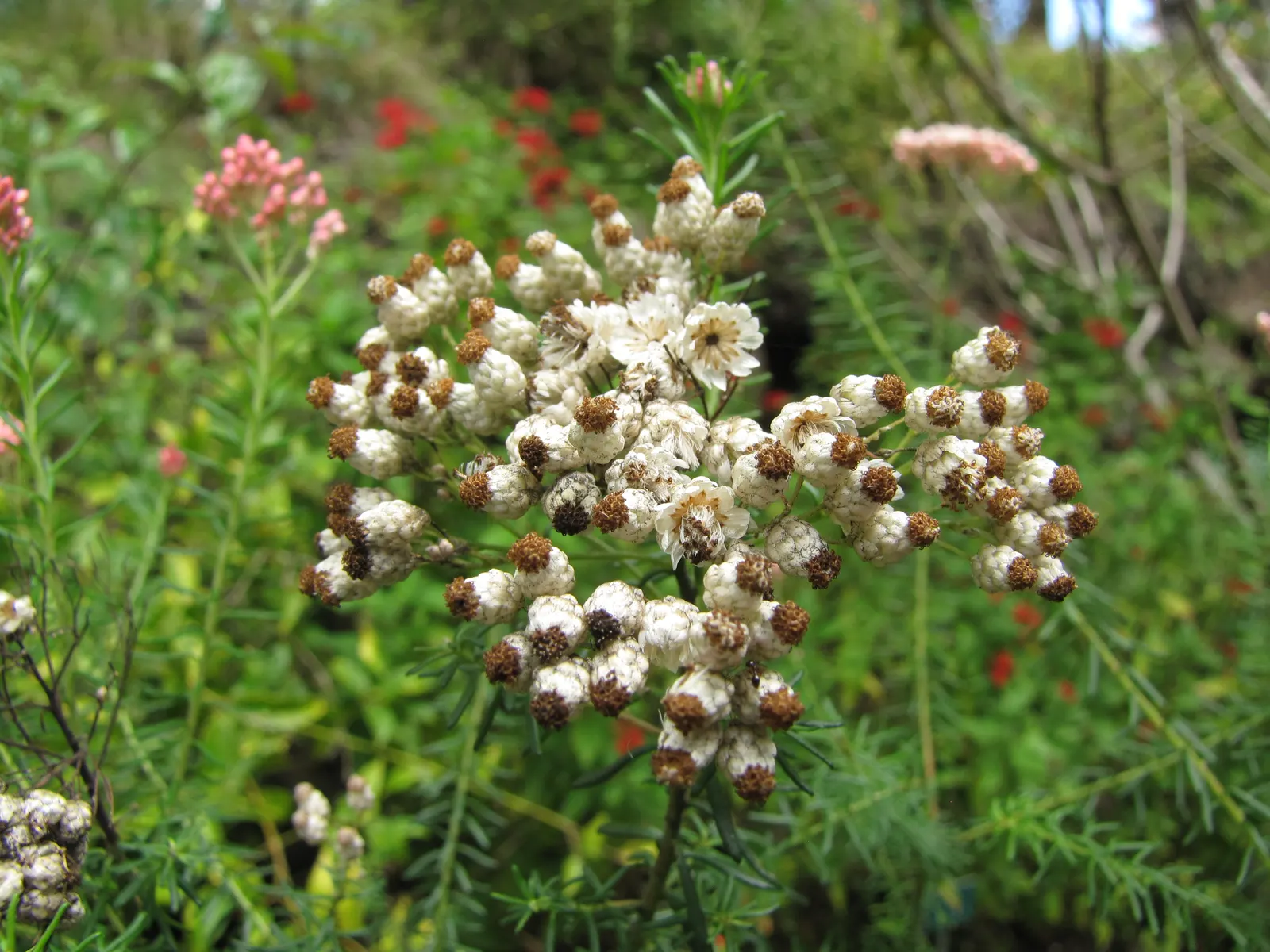 Pink Rice Flower (Ozothamnus Diosmifolius) — making it a low-maintenance choice