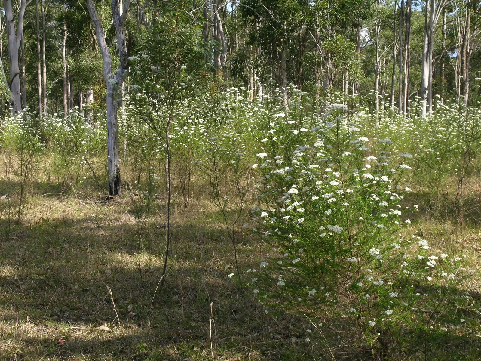 Pink Rice Flower (Ozothamnus Diosmifolius) — scented pink blooms predominantly in spring; shrub with pink and white blooms